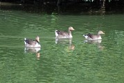 dijon-38
