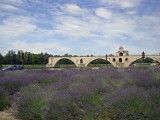 avignon-11