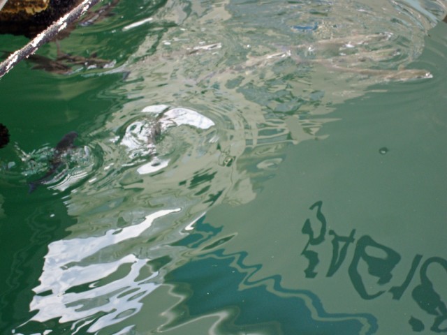 sete-31