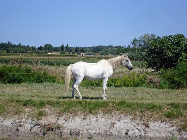 gallician-27