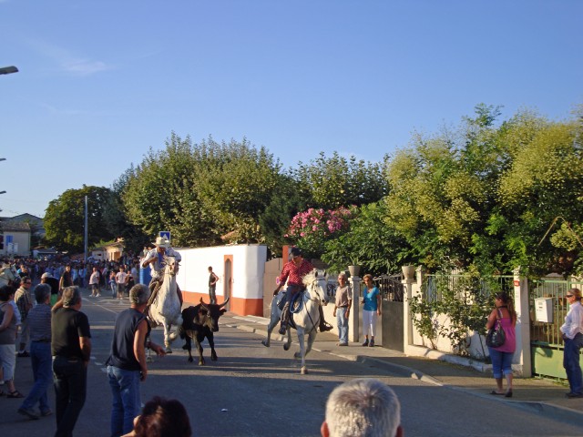 gallician-40