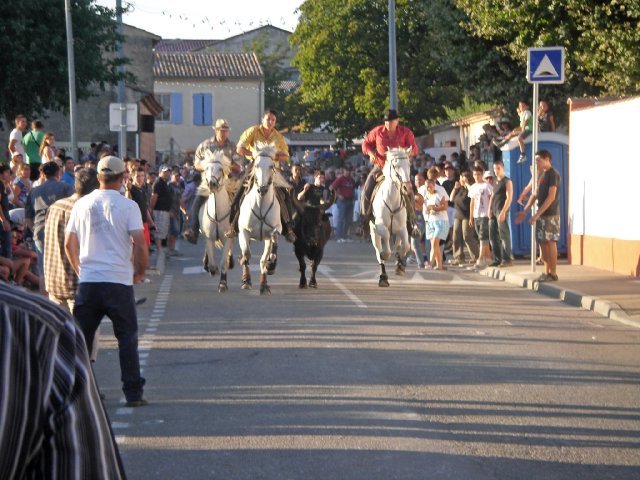 gallician-41