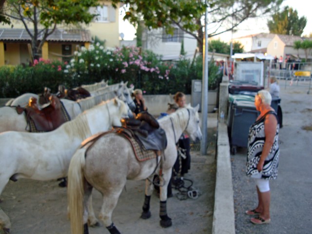 gallician-43