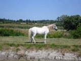 gallician-27