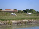 gallician-28