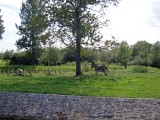 psaone-15