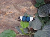 friesland-22