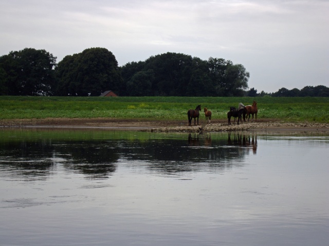 elbe-12