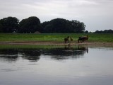 elbe-12