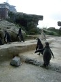 zoo-09