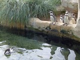 zoo-10
