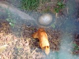 zoo-14