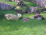 zoo-15