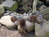 zoo-16
