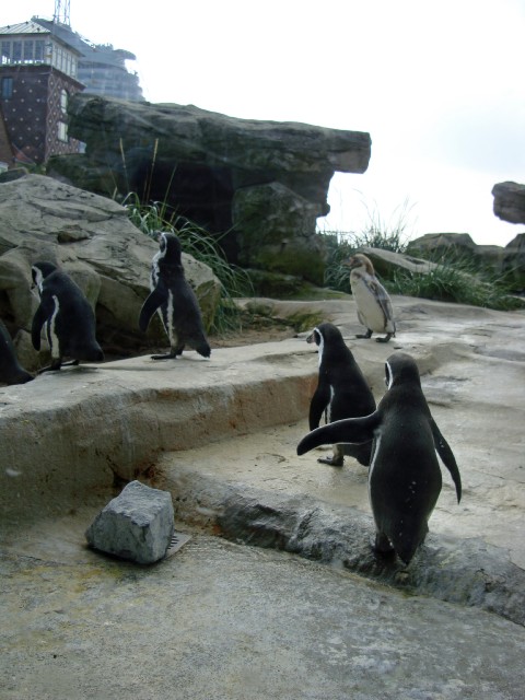 zoo-09