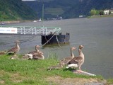 goar-37